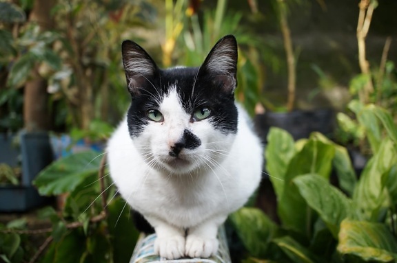 svart-hvitt, nysgjerrighet, innenlands cat, ansikt, øyne, kattunge, kjæledyr, innenlandske