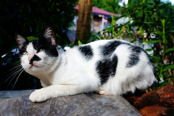 hitam dan putih, kucing domestik, Bulu, hewan, Manis, kucing, kucing, hewan peliharaan