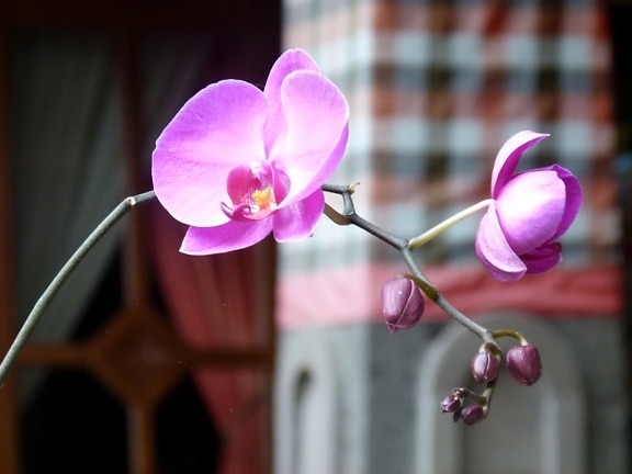 Орхидея, цветение, цветок, Лепесток, розовый, Природа, Флора, Лето