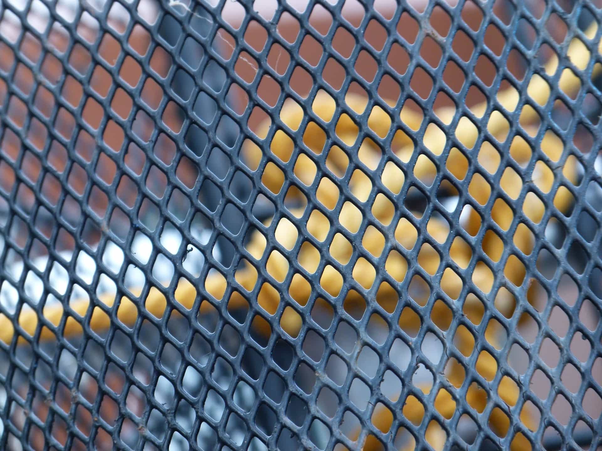 Free Picture Texture Pattern Iron Cage Steel Security Fence Web