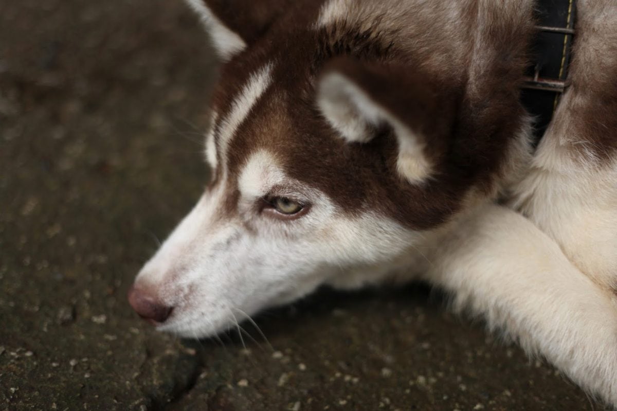 Husky, perro de trineo, canino, Piel, mascota, perro, lindo, vertical