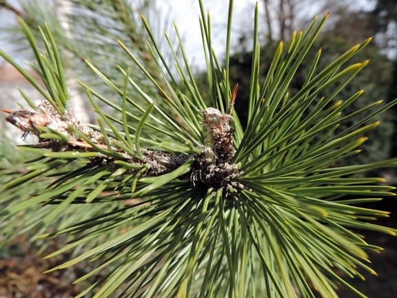 conifer, tree, evergreen, pine, needle, nature, branch, leaf