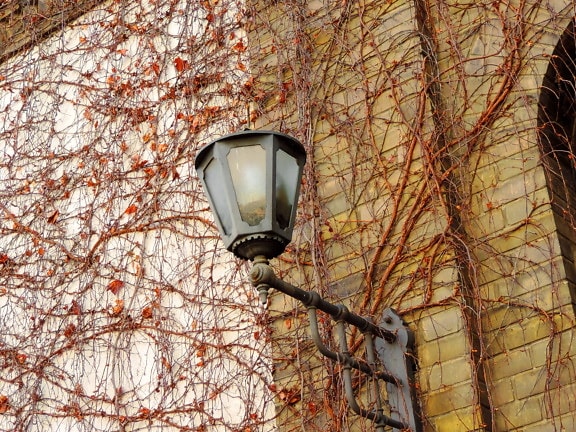 saison de l'automne, fer de fonte, façade, lanterne, arbre, vieux, lumière, mur