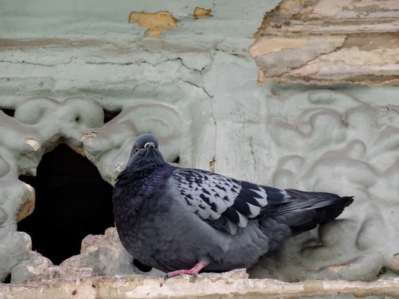 pigeon, street, animal, wildlife, beak, bird, dove, nature