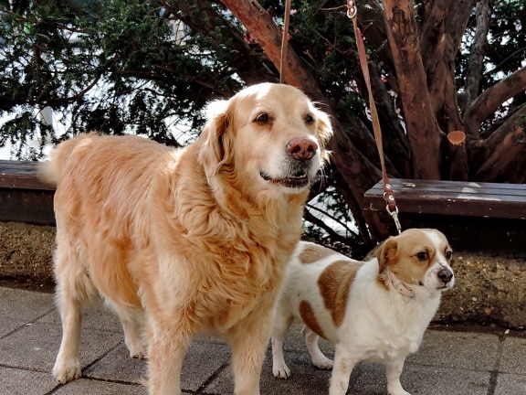 cães, recuperador, bonito, animal de estimação, filhote de cachorro, cão, cão de caça, canino