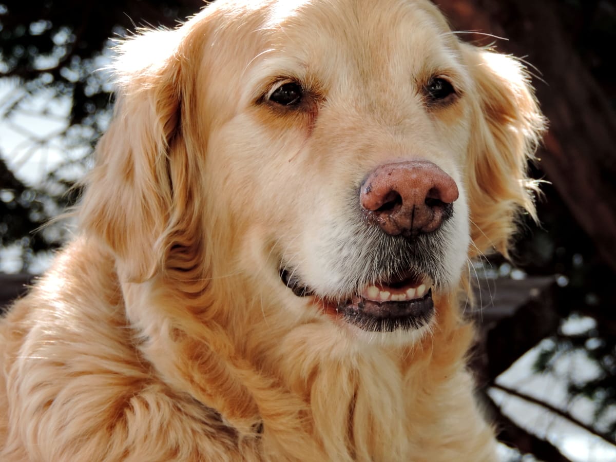 フリー写真画像 純血種 ペット 国内 犬 かわいい 子犬 犬 狩猟犬