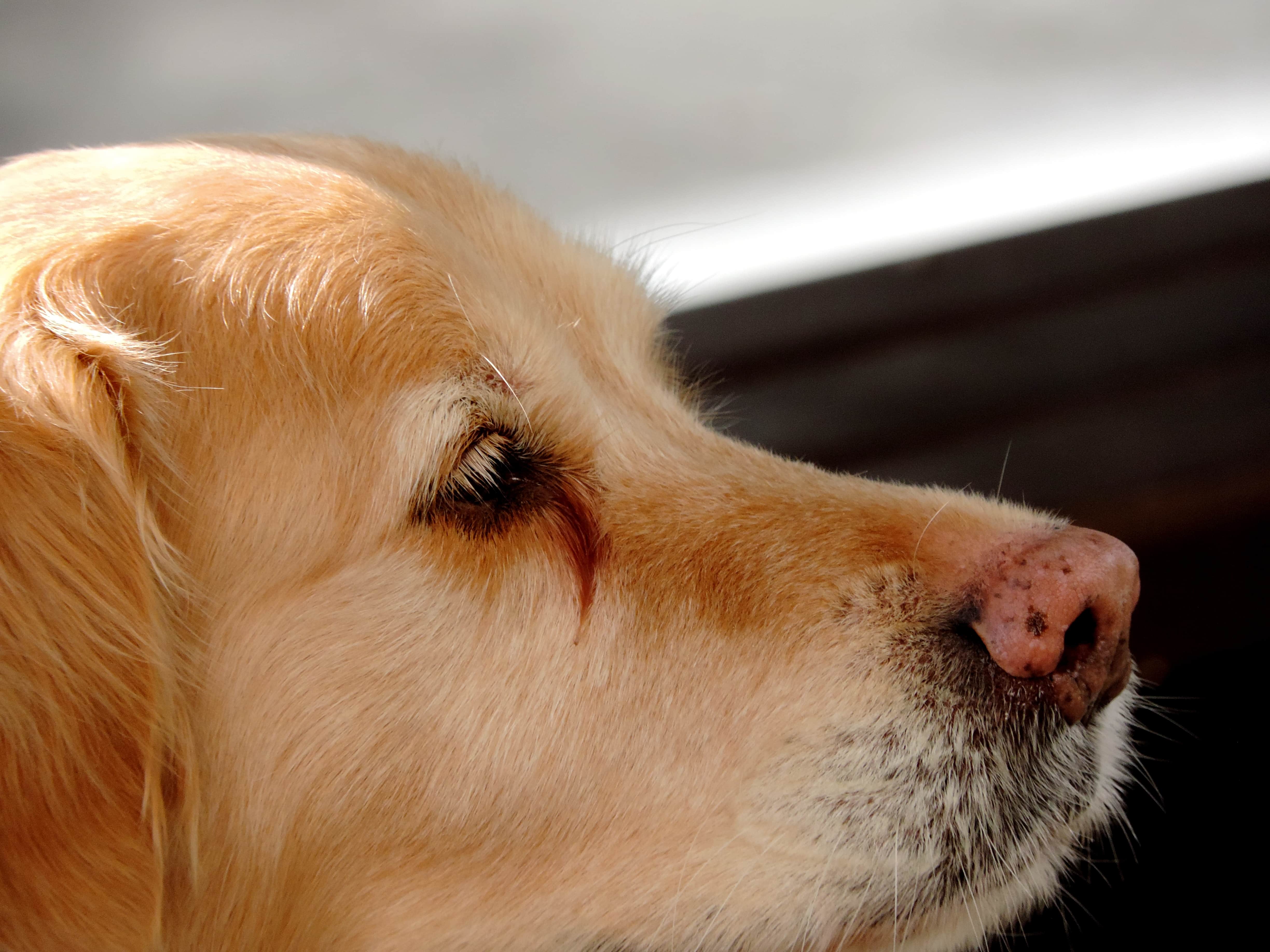 フリー写真画像 鼻 純血種 動物 レトリーバー 狩猟犬 かわいい