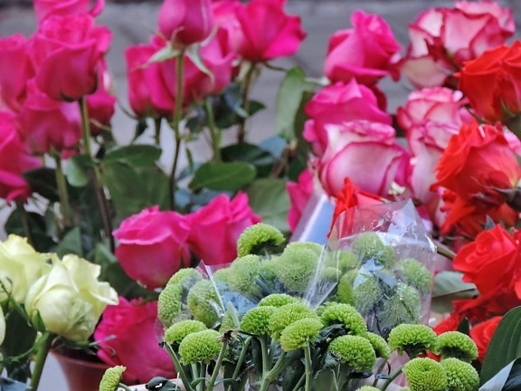 bouquet, Giardino, fiori, Flora, fiore, natura, pianta, rosa