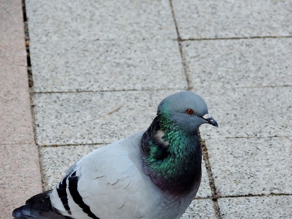 beak, pigeon, wildlife, bird, dove, animal, feather, nature