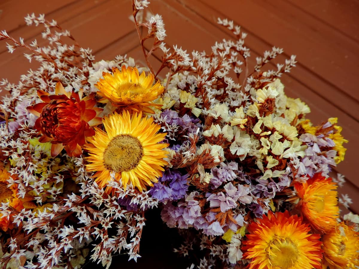 Still-Leben, Blütenblatt, gelb, Anlage, Blumenstrauß, Flora, Gänseblümchen, Blume