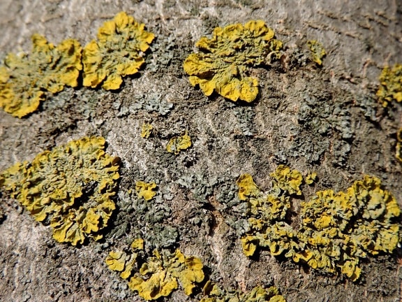 lichen, tree, nature, texture, herb, plant, yellow, fungus