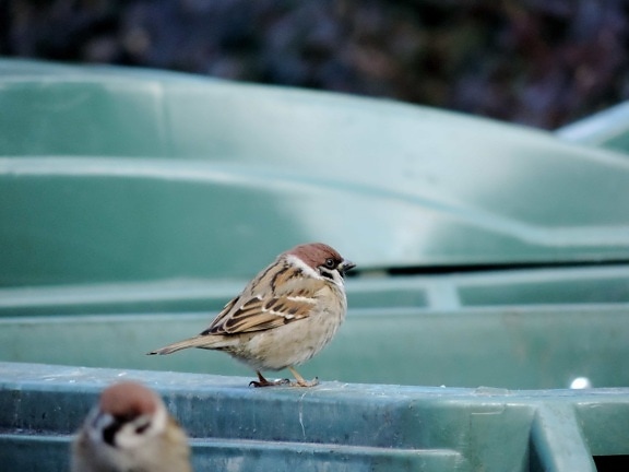 sparrow, beak, animal, wildlife, bird, feather, vertebrate, outdoors