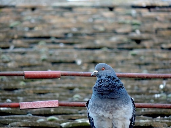 pigeon, roof, rooftop, wildlife, bird, nature, outdoors, animal