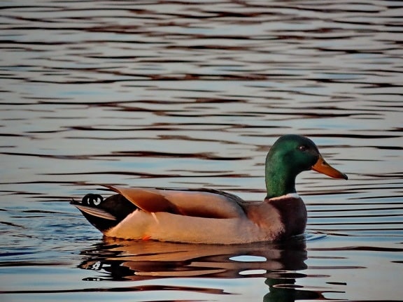 залез, езеро, зеленоглава патица, патица, птица, дива природа, патица птица, водолюбивите птици