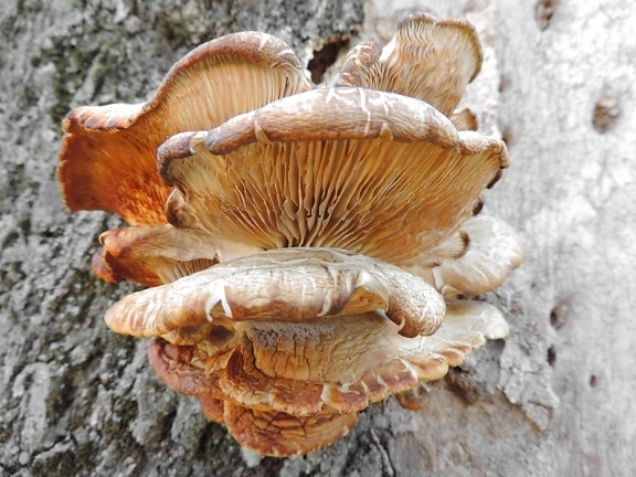 wood, nature, vegetable, shell, fungus, food, upclose, chanterelle