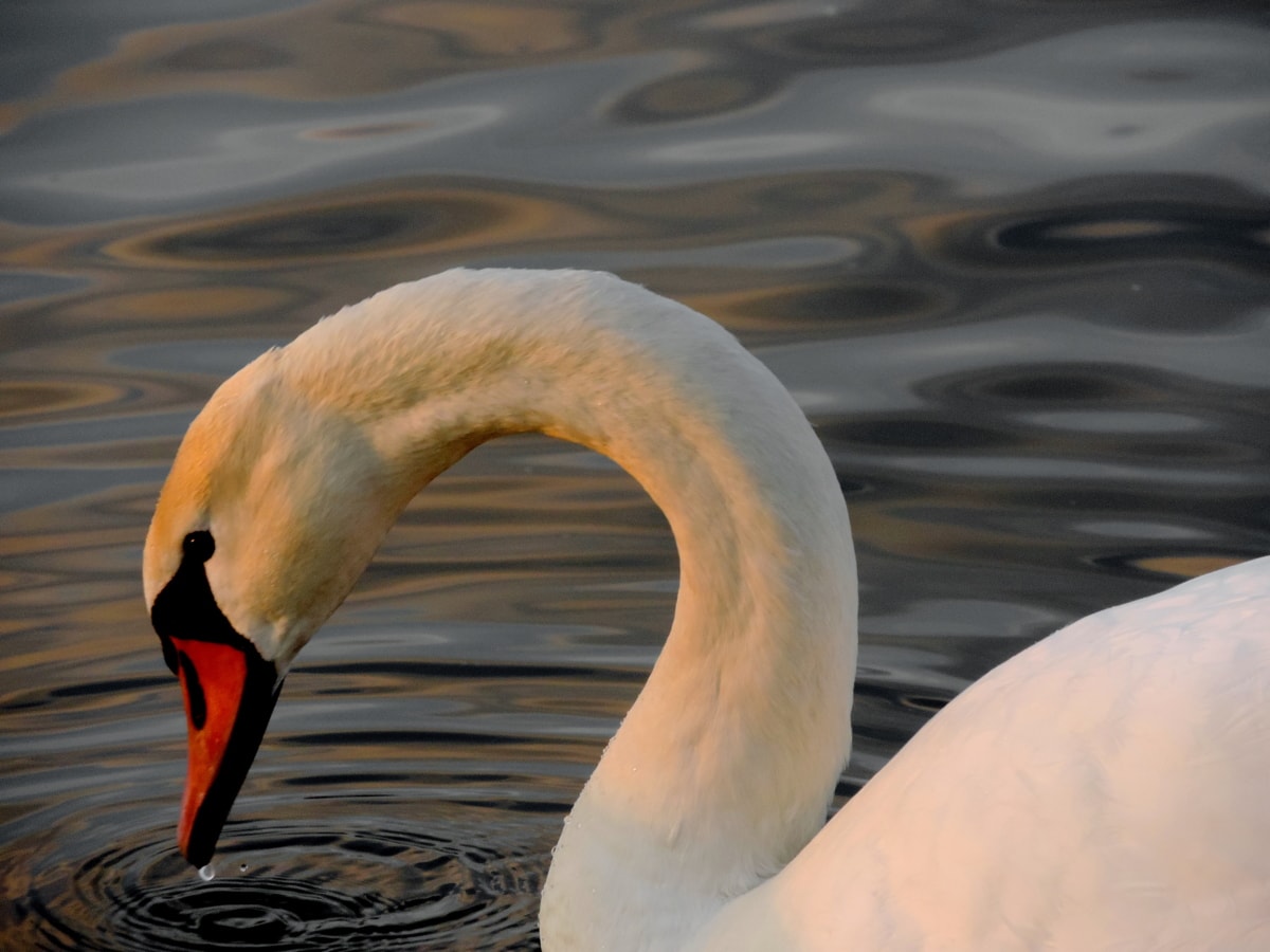 bird, swan, aquatic bird, water, lake, wading bird, wildlife, pool