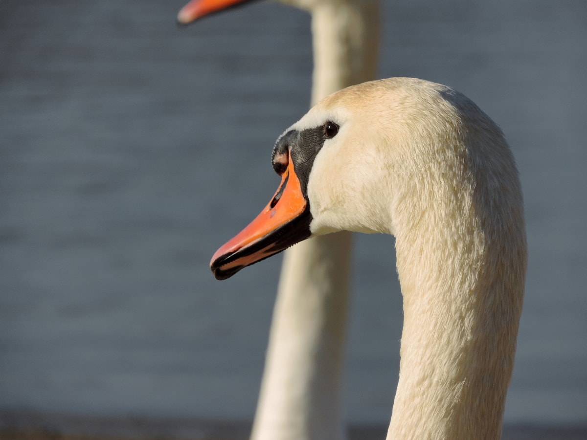 beautiful, head, neck, swan, bird, aquatic bird, water, lake