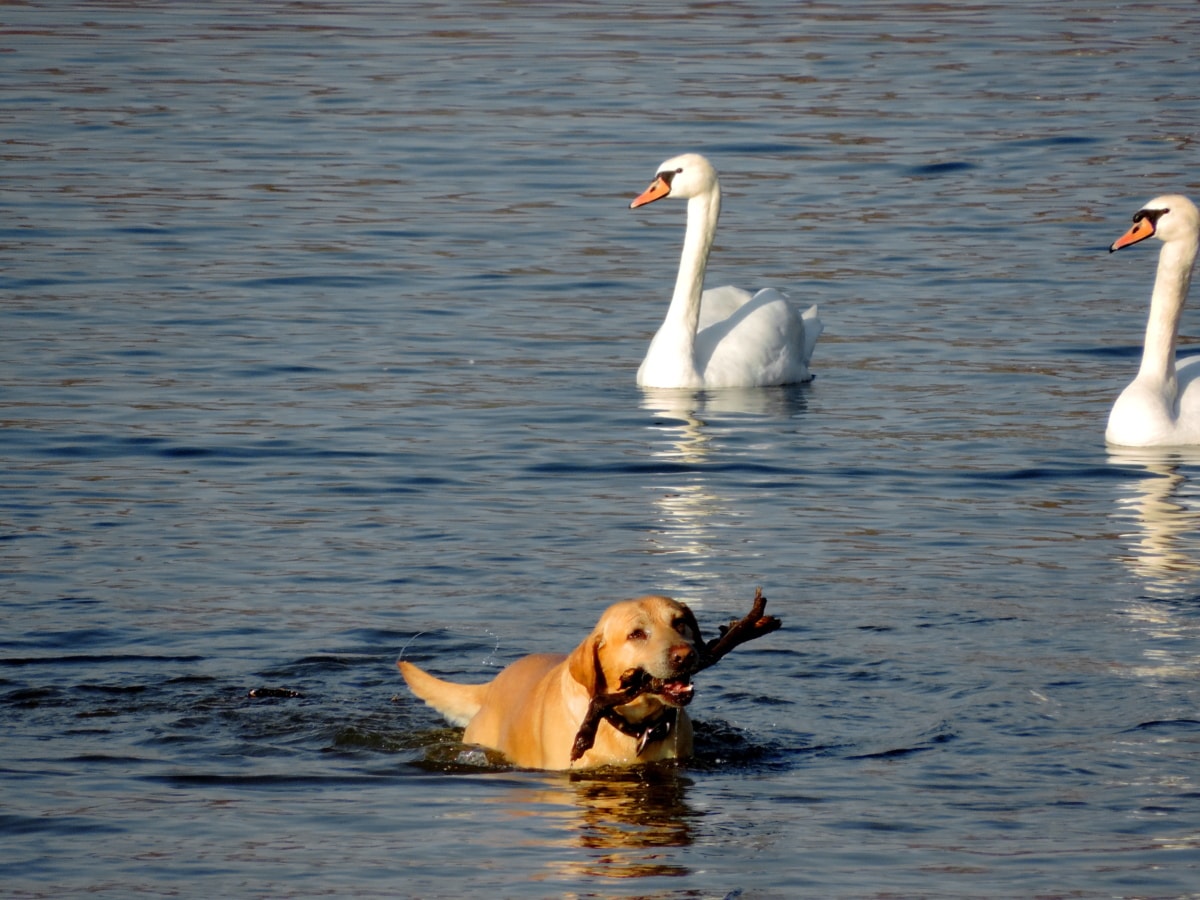 dog, water, bird, swan, lake, waterfowl, animal, swimming