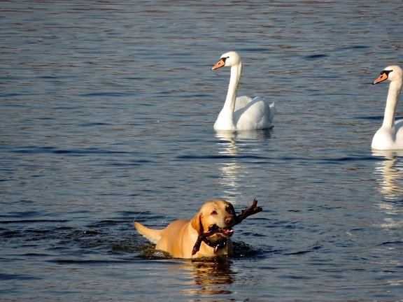собака, вода, птица, Лебедь, озеро, водоплавающих птиц, животное, плавание