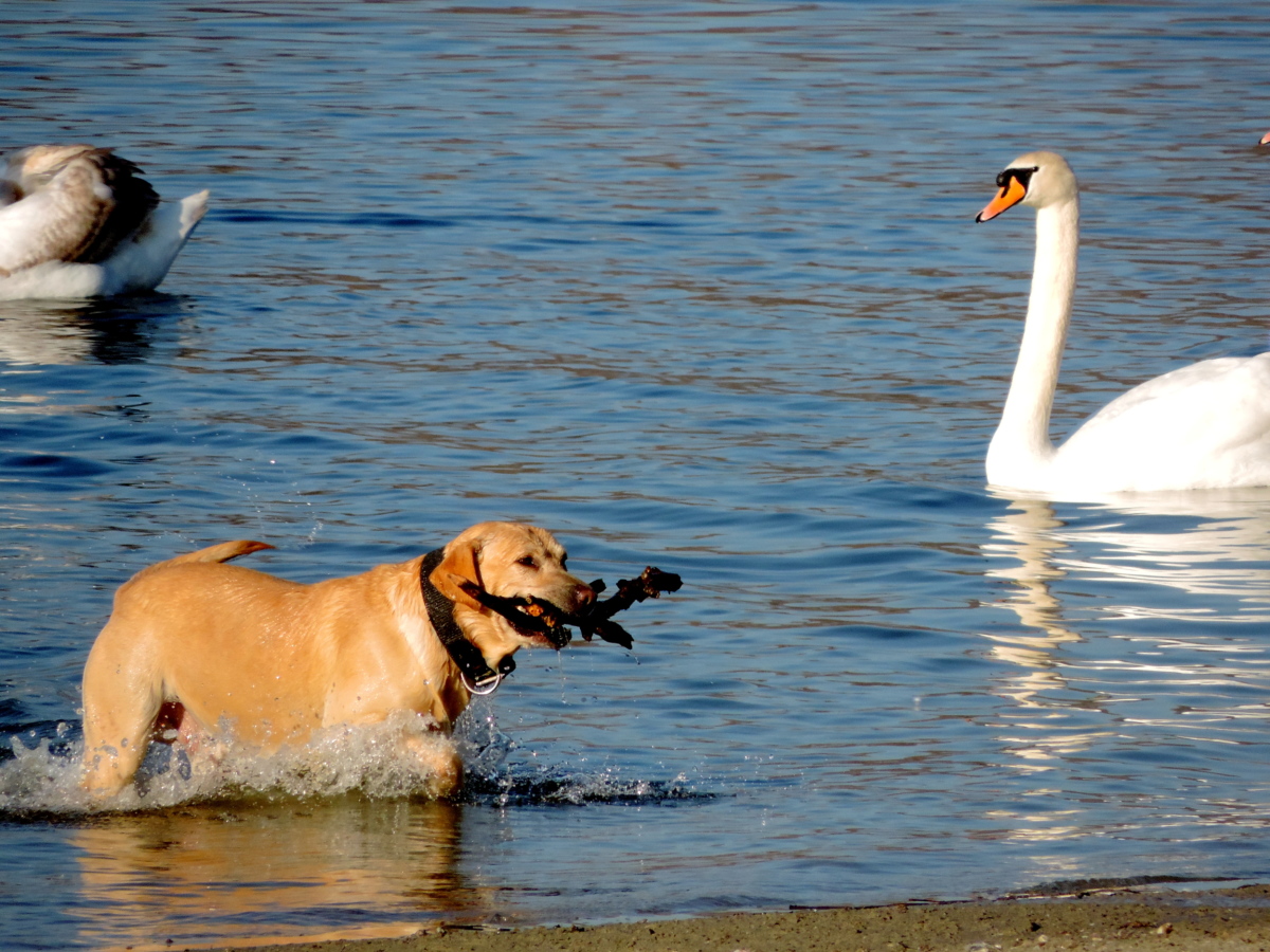 hunting dog, bird, waterfowl, wildlife, aquatic bird, water, lake, pond