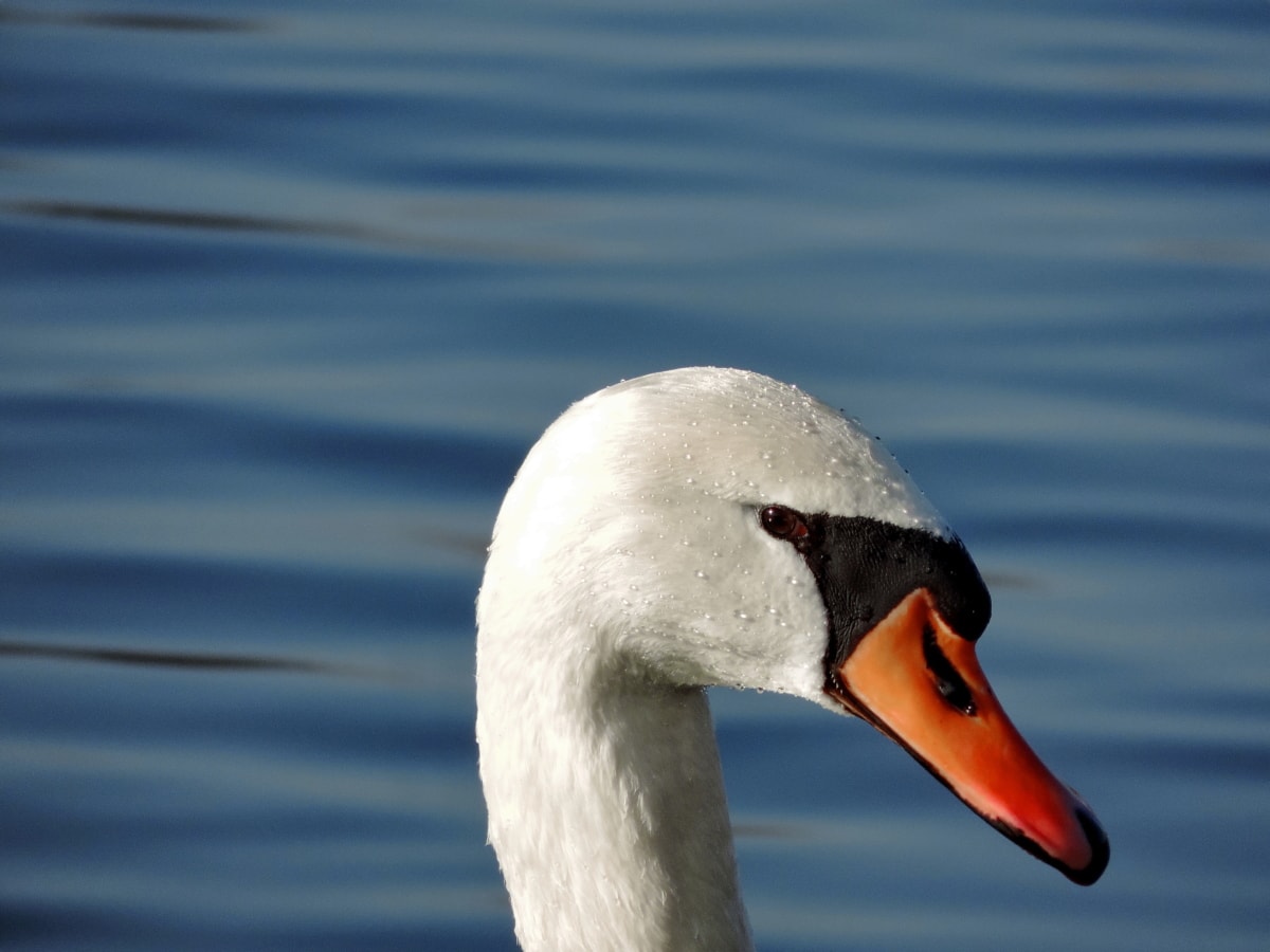water, lake, swan, beak, aquatic bird, bird, swimming, reflection