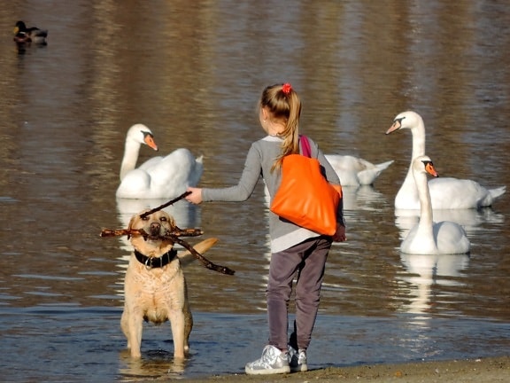child, girl, hunting dog, swan, lake, water, bird, waterfowl