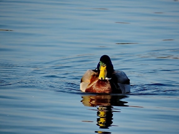 lake, duck, waterfowl, bird, duck bird, water, swimming, wildlife