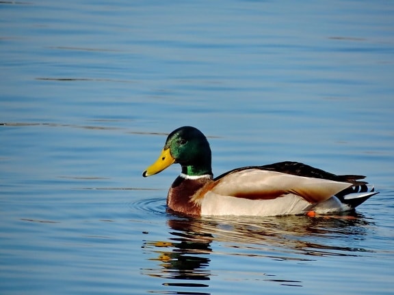 патица, езеро, дива природа, перо, патица птица, птица, водолюбивите птици, клюн