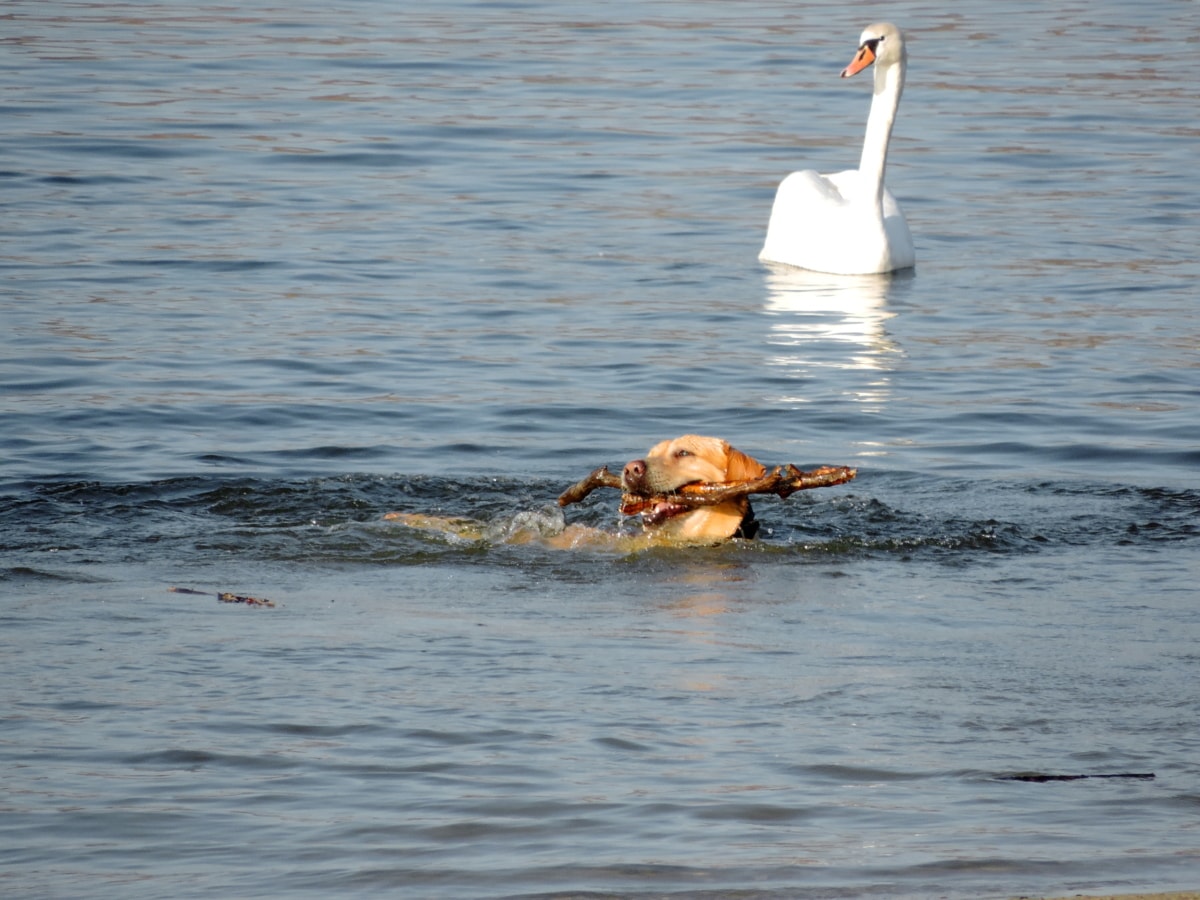 perro, perro de caza, cisne, agua, ganso, pájaro, Lago, natación