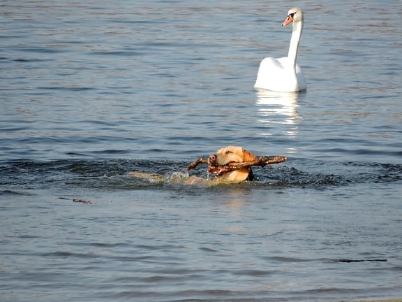 dog, hunting dog, swan, water, goose, bird, lake, swimming
