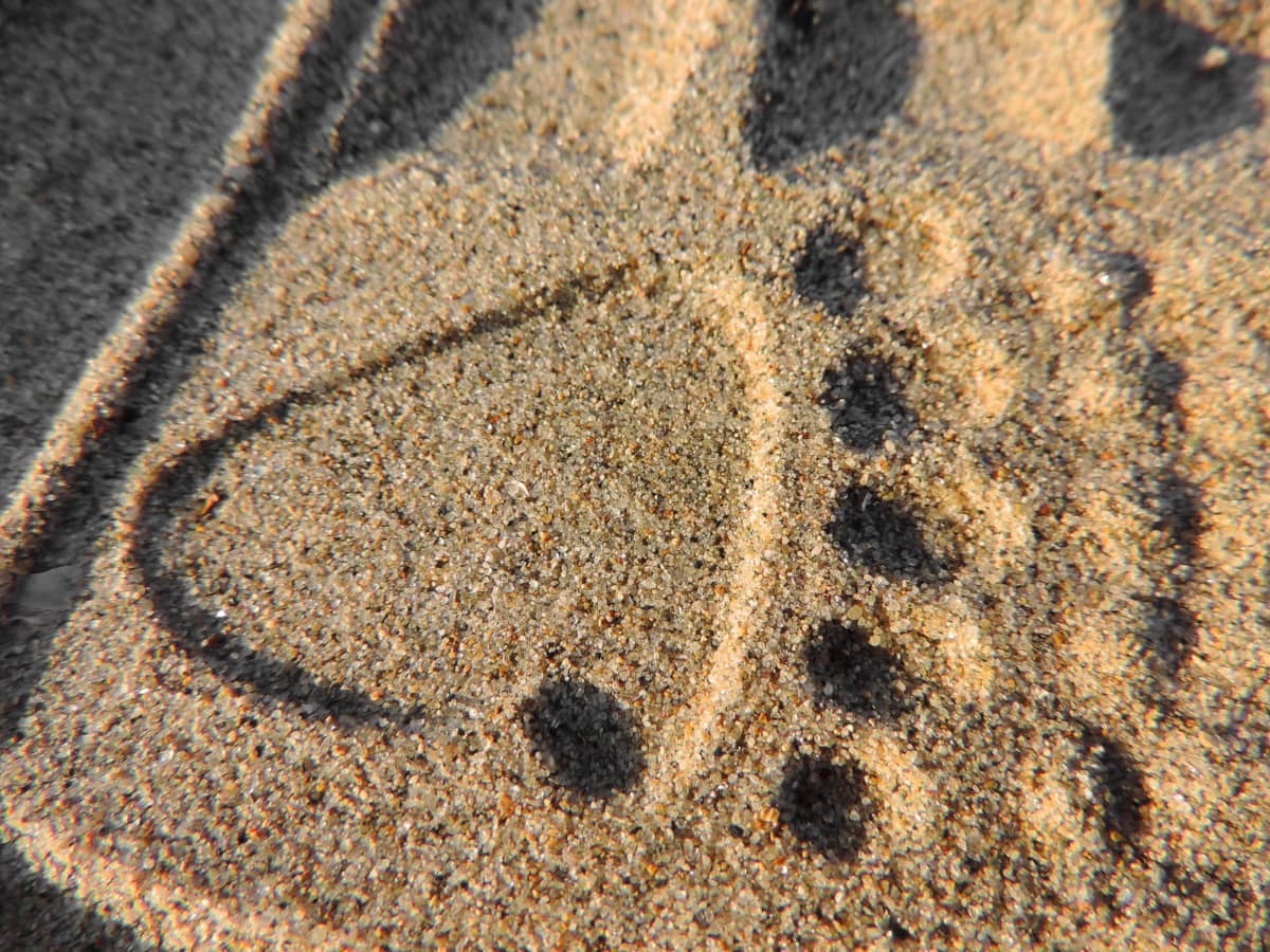 fotavtrykk, sand, stranden, tekstur, virvelløse dyr, mønster, abstrakt, kysten