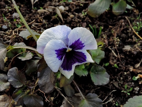 purple, plant, flower, flowers, nature, viola, flora, herb