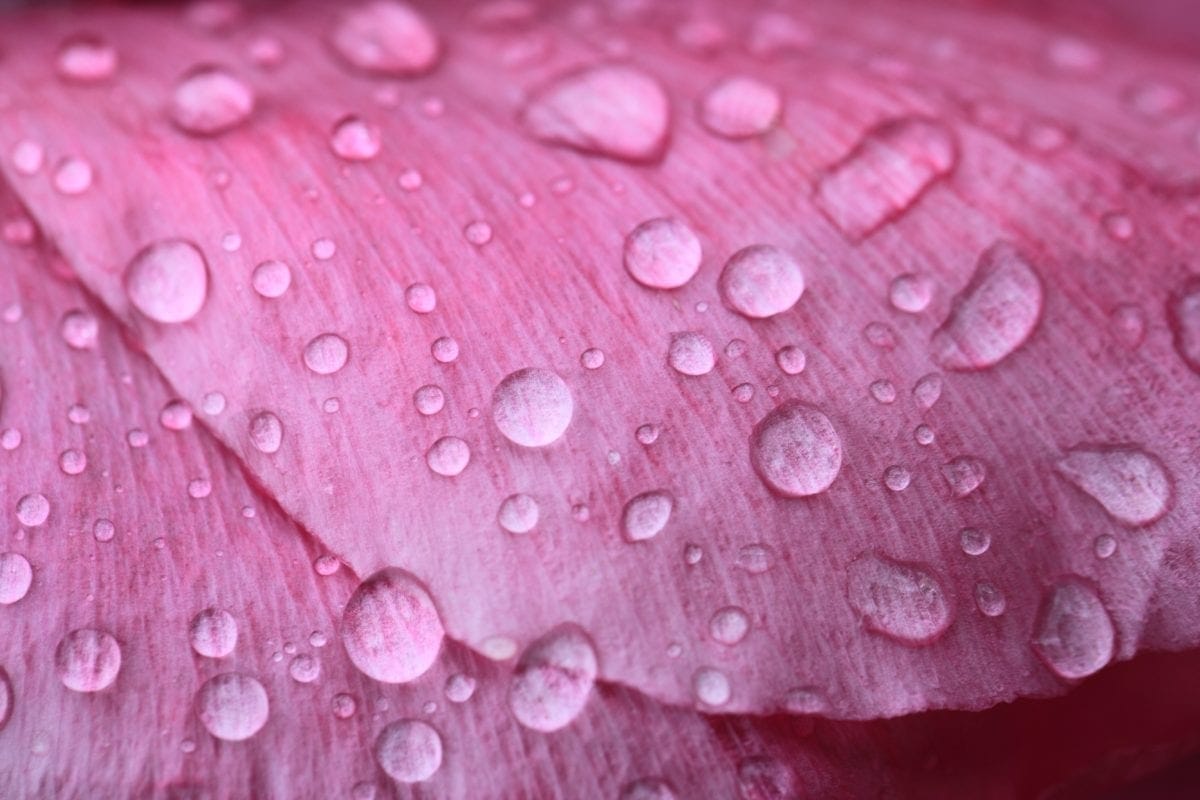 kelembaban, hujan, titisan hujan, basah, bunga, alam, embun, drop