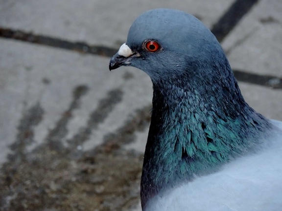 pigeon, wildlife, animal, dove, bird, feather, beak, nature
