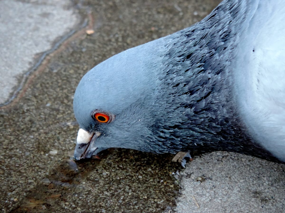 pigeon, feather, beak, wildlife, animal, dove, bird, nature