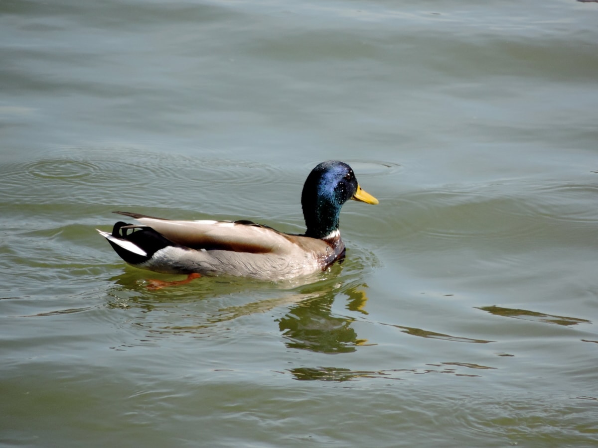 duck, bird, waterfowl, feather, duck bird, wildlife, lake, beak