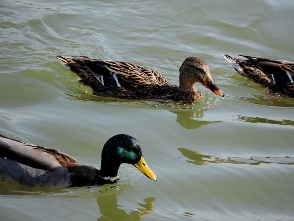 дива природа, езеро, птица, водолюбивите птици, перо, патица птица, зеленоглава патица, патица