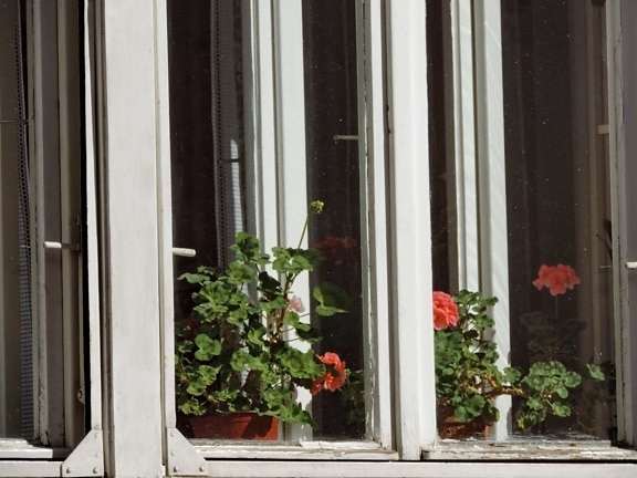 μπουκέτο, γλάστρα, παράθυρο, περβάζι, σπίτι, αρχιτεκτονική, ξύλο, λουλούδι
