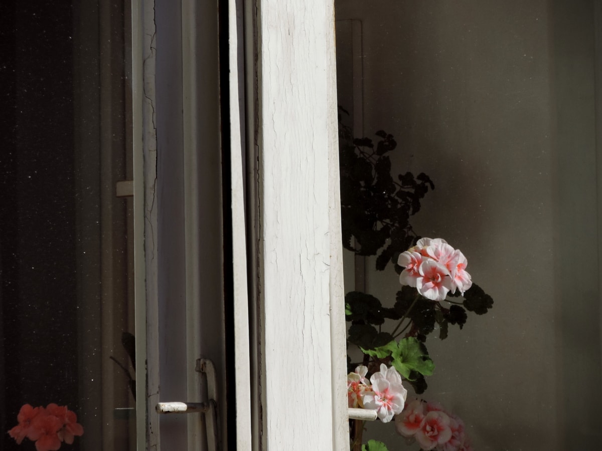 παράθυρο, λουλούδι, σπίτι, εσωτερική διακόσμηση, Αρχική σελίδα, ξύλο, σε εσωτερικούς χώρους, έπιπλα
