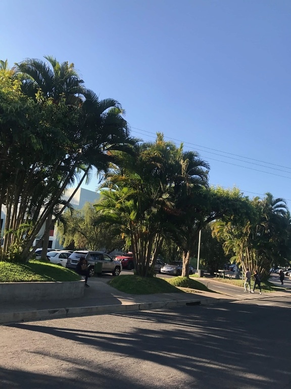 Coco, estrada, árvore, tropical, Palm, paisagem, Parque, rua