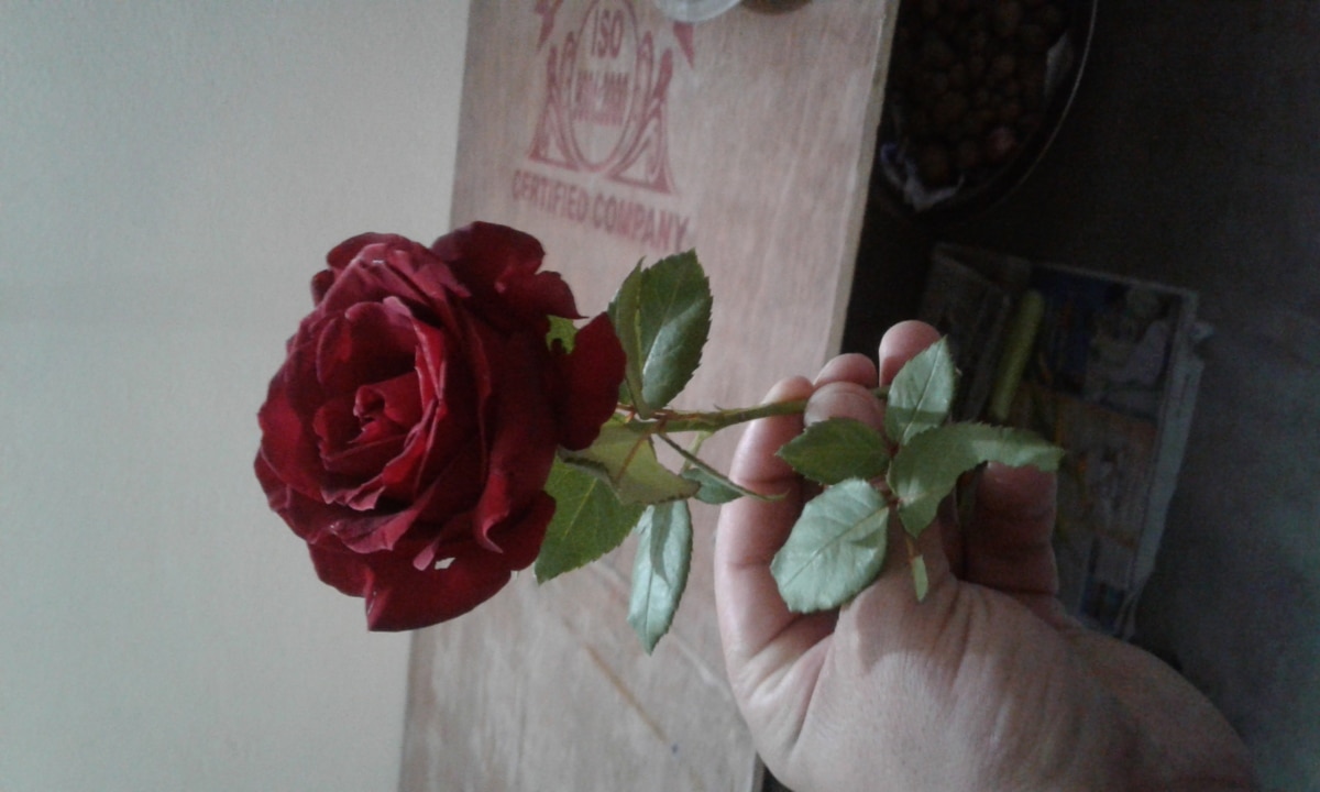 hand, röd, ökade, kronblad, romantik, blomma, rosor, buske