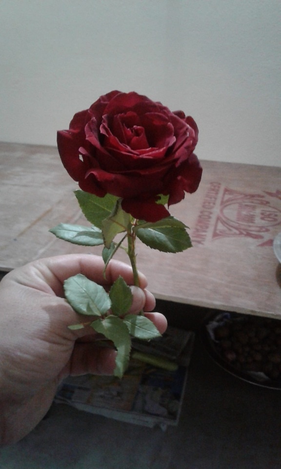 main, rouge, Rose, pétale, romance, fleur, des roses, arbuste