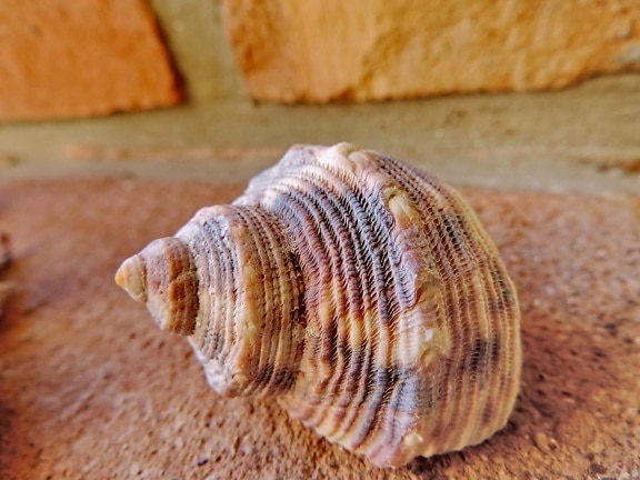 colorful, detail, seashell, conch, shell, mollusk, nature, spiral