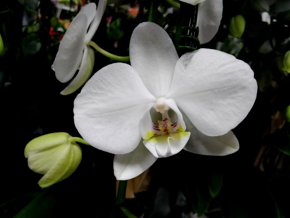 ботаническа, орхидея, бяло, растителна, венчелистче, флора, цвете, цветя