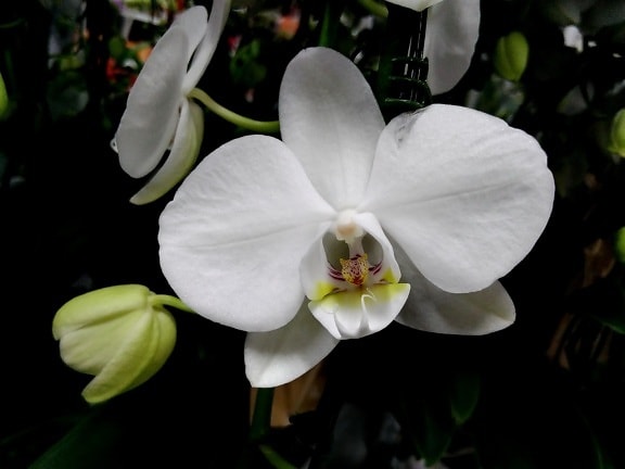 botânicos, orquídea, branco, planta, pétala, flora, flor, flores