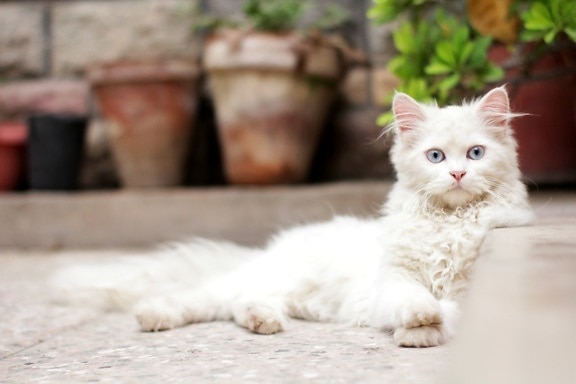 domaća mačka, oči, čistokrvno, bijeli, mače, domaće, ljubimac, životinja