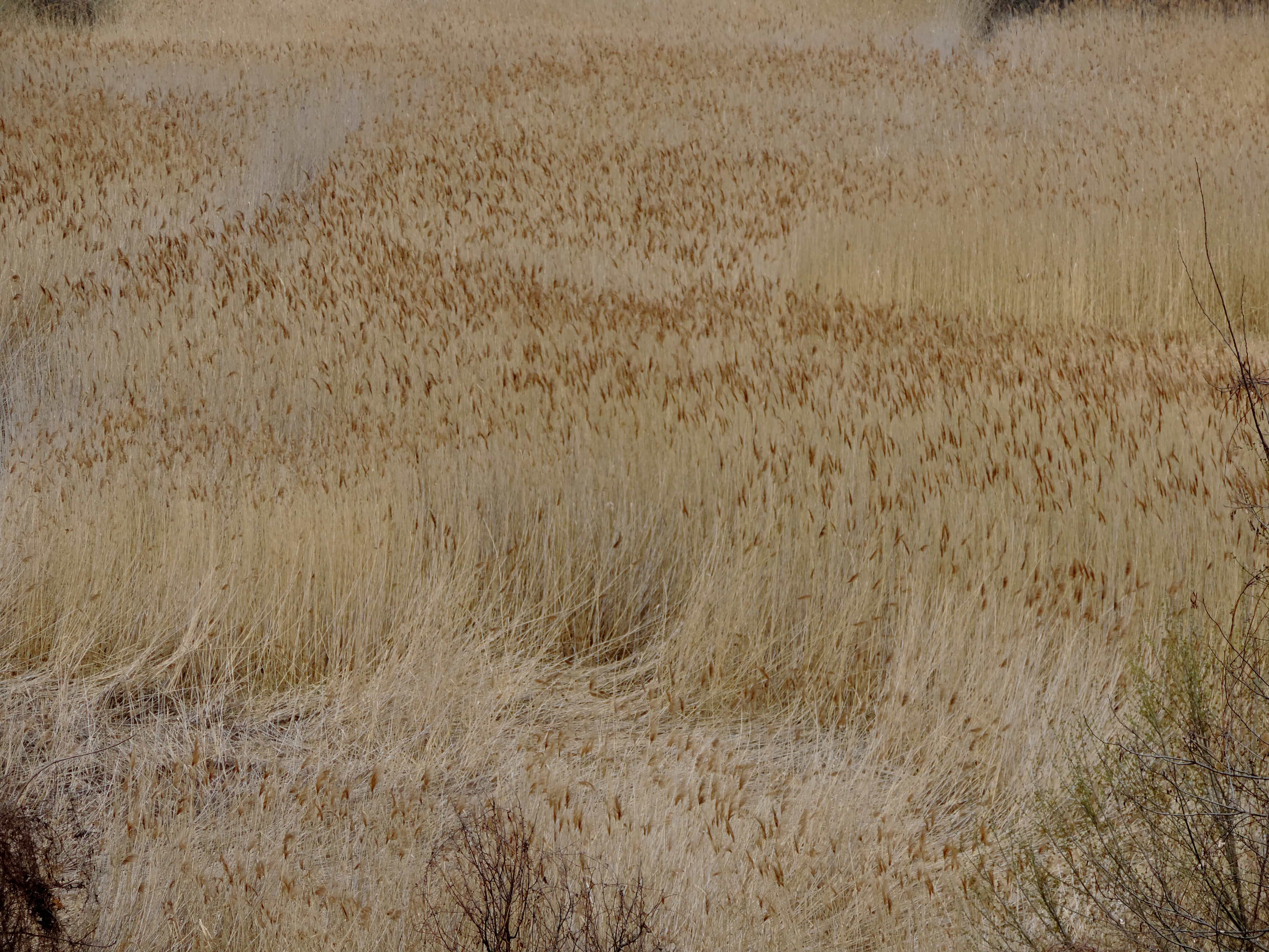 フリー写真画像 農業 草 高 夏のシーズン テクスチャ 自然 閉じる 乾燥