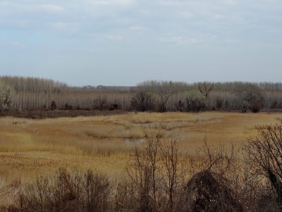 landscape, marshland, spring time, swamp, tree, hay, field, nature