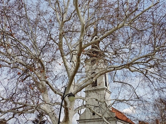 church tower, tree, trees, branch, winter, wood, plant, season