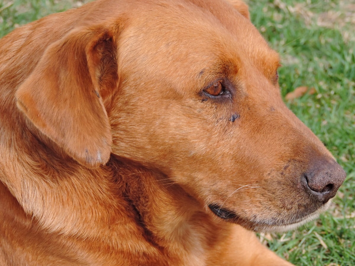 フリー写真画像 明るい茶色 縦方向 純血種 犬 ペット 狩猟犬 子犬 犬